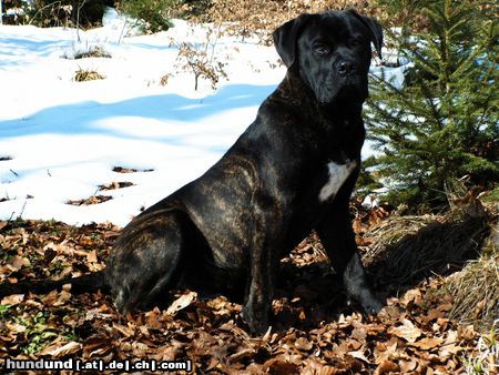 Cane Corso Hunde Foto 23298 in höherer Auflösung ansehen Cane Corso Inko mit 9 Monate