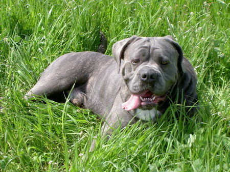 Cane Corso Hunde Foto 37347 in höherer Auflösung ansehen Cane Corso