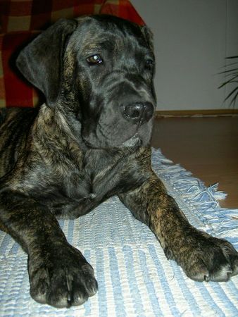 Cane Corso Hunde Foto 29227 in höherer Auflösung ansehen Cane Corso zu Hause ist es am schönsten