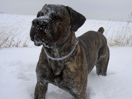 Cane Corso Hunde Foto 29228 in höherer Auflösung ansehen Cane Corso das ist eine Gaudi