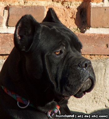 Cane Corso Hunde Foto 7954 Cane Corso Rüde, 11 Monate