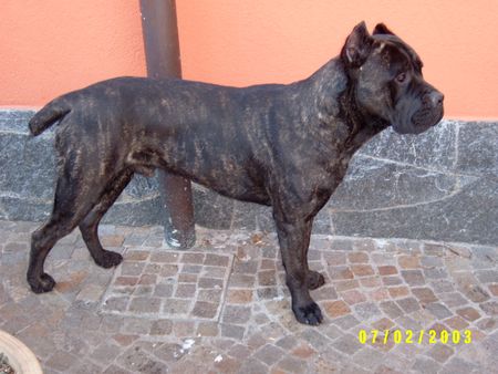 Cane Corso Hunde Foto 2349 Cane Corso Club-Sieger Molosser-Club der Schweiz 2002
