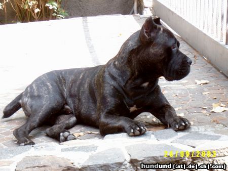 Cane Corso Hunde Foto 5842 Cane Corso Ercole / Clubsieger MCS