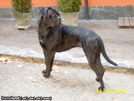 Cane Corso Hunde Foto 5844 Cane Corso Tochter v. Ercole