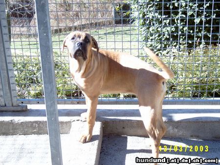 Cane Corso Seltene Farbe bei Spartacus