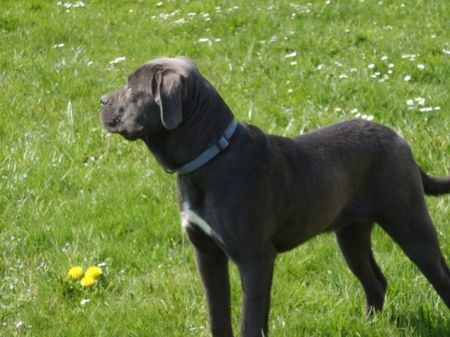 Cane Corso Hunde Foto 38009 in höherer Auflösung ansehen Cane Corso Kyra vom Powerwind 6 Monate