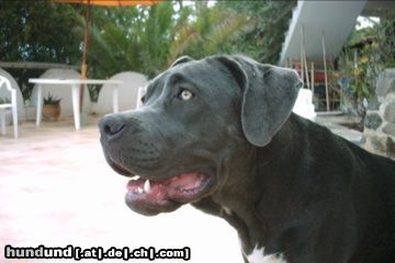 Cane Corso Sanna