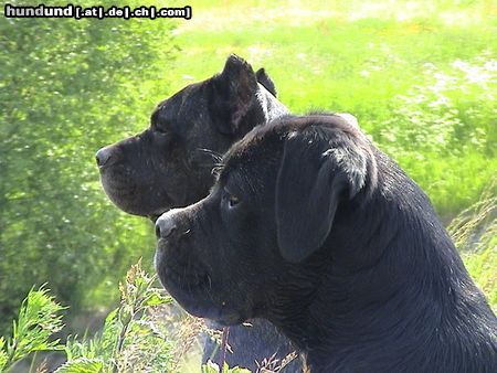 Cane Corso Hunde Foto 12599 Cane Corso Satchmo mit 18 Wochen und Venus 3J. 8 Mon.
