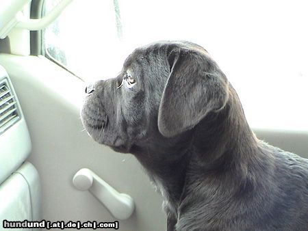 Cane Corso Hunde Foto 11107 Cane Corso Satchmo im Alter von 9 Wochen
