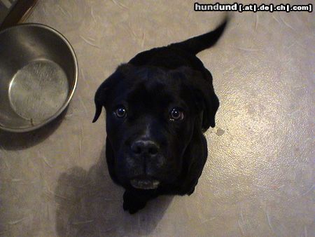 Cane Corso Schau mal, ich kann schon Sitz machen.