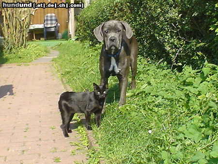 Cane Corso Hunde Foto 25612 Cane Corso Katzi & ihr großer Freund Kinley
