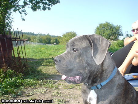Cane Corso Hunde Foto 25602 Cane Corso Kinley 6 1/2 Monate alt