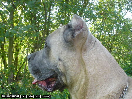 Cane Corso Hunde Foto 25611 Cane Corso Leeroys Profil