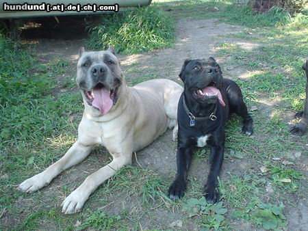 Cane Corso Hunde Foto 25603 Cane Corso Leeroy & India