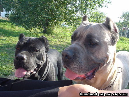 Cane Corso Hunde Foto 25608 Cane Corso Kriegen wir ein Leckerli ?
