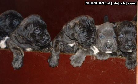Cane Corso Hunde Foto 17842 in höherer Auflösung ansehen Cane Corso Cane Corso Welpen