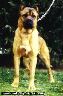 Cane Corso Hunde Foto 6694 Cane Corso Ch. Rothorm Jy Dream Absolute Vamp
