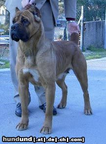 Cane Corso Hunde Foto 13330 Cane Corso CH. ROTHORM JY DREAM ABSOLUTE VAMP