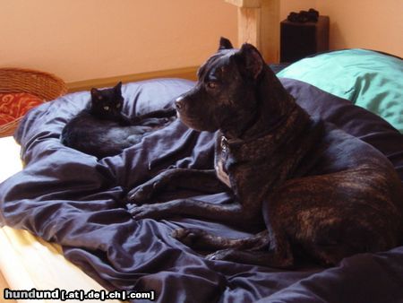 Cane Corso Hunde Foto 11108 Cane Corso Das Traumpaar: Venus mit ihrer Katze Miss Evil