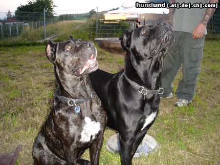 Cane Corso Hunde Foto 23981 Cane Corso Venus & India beim Grillfest
