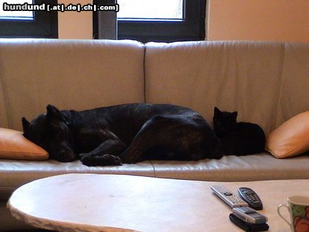 Cane Corso Hunde Foto 12600 Cane Corso Venus und Miss Evil