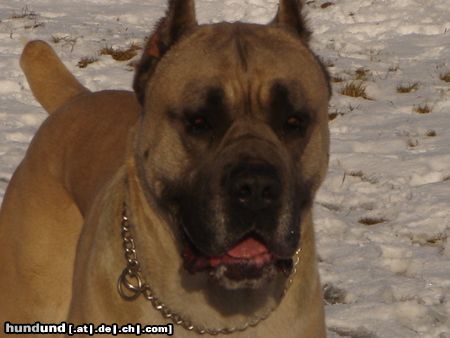 Cane Corso Hunde Foto 18423 Cane Corso Leeroy