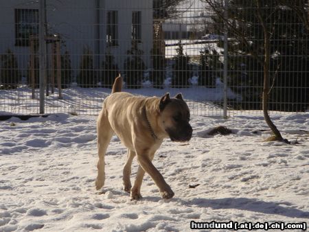 Cane Corso Hunde Foto 18424 Cane Corso Leeroy im Schnee
