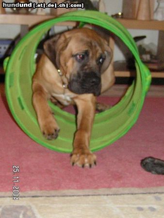 Cane Corso Hunde Foto 17092 Cane Corso