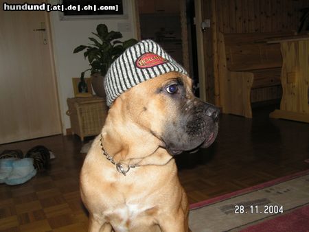 Cane Corso Hunde Foto 16698 Cane Corso jetzt fehlt nur noch eine flasche vodka