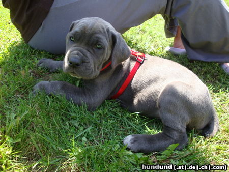 Cane Corso Meine Maus mit 8 Wochen