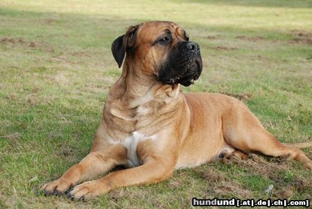 Cane Corso Hunde Foto 46925 in höherer Auflösung ansehen Cane Corso Multi Champion Aiace Del Rosso Malpelo