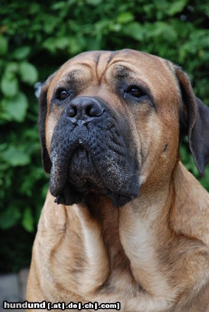 Cane Corso, Cane di Foto - hundund.de