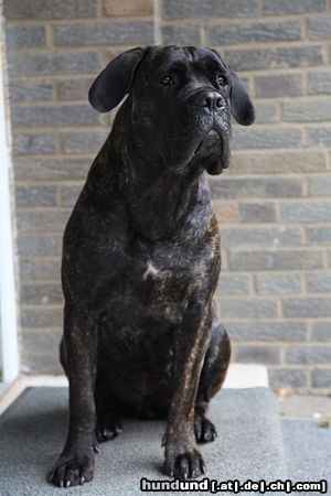 Cane Corso Barbarella Del Rosso Malpelo