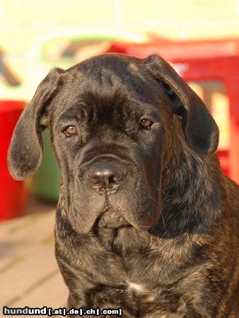 Cane Corso Barbarella Del Rosso Malpelo