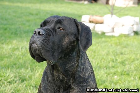 Cane Corso Barbarella Del Rosso Malpelo