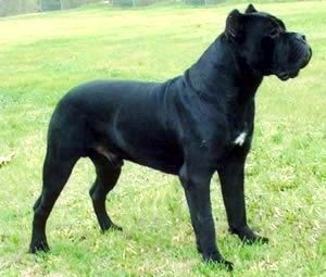 Cane Corso Hunde Foto 39275 in höherer Auflösung ansehen Cane Corso Majosháza Réme KENNEL