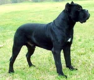 Cane Corso Majosháza Réme KENNEL