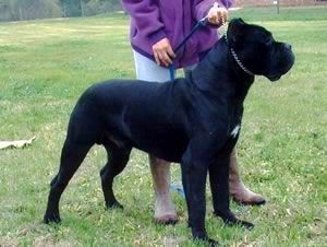 Cane Corso Hunde Foto 39276 in höherer Auflösung ansehen Cane Corso Majosháza Réme KENNEL
