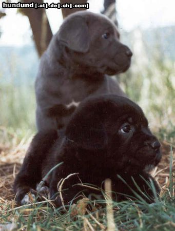 Cane Corso Hunde Foto 6700 Cane Corso Puppies from Rothorm Kennels