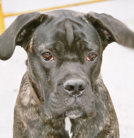 Cane Corso Hunde Foto 38437 in höherer Auflösung ansehen Cane Corso Selma from Norway