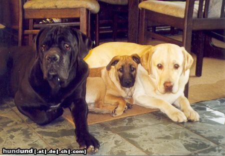 Cane Corso Hunde Foto 23366 Cane Corso Duke und seine Freunde