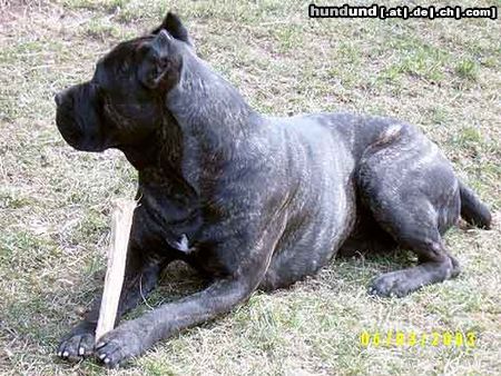 Cane Corso Hunde Foto 2928 Cane Corso Ercole di Spartacus