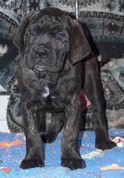 Cane Corso Hunde Foto 27972 in höherer Auflösung ansehen Cane Corso Porta dell' Inferno