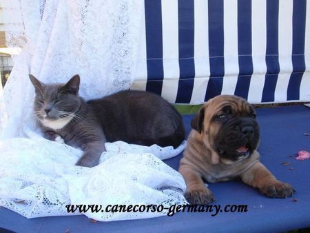 Cane Corso Lisa and Duke