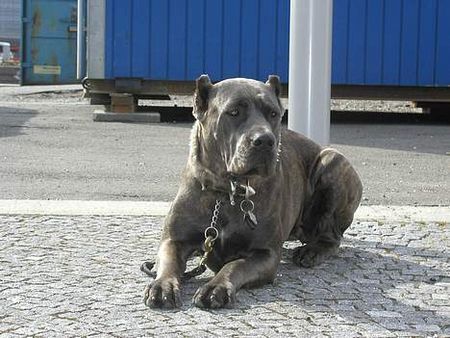 Cane Corso Hunde Foto 31262 Cane Corso raisa z mazurskiego edenu, most winning female from Denmark