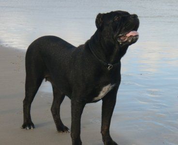 Cane Corso India am Strand