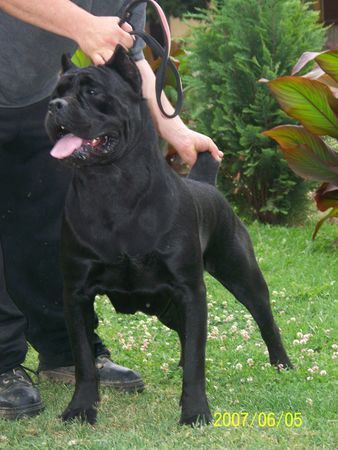 Cane Corso Majosháza Réme Kennel Ungarn 2003-2004-2005-2006 jahre best Top Züchter in Ungar