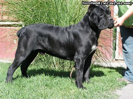 Cane Corso Champion Majosháza Réme Attila HD-A, ED-0, OCD-0