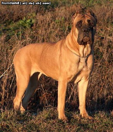 Cane Corso Hunde Foto 11564 Cane Corso Lea, 6 Jahre