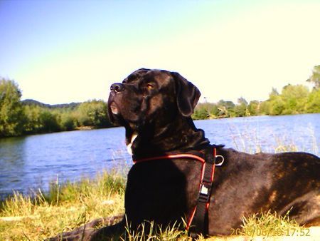 Cane Corso Hunde Foto 36631 in höherer Auflösung ansehen Cane Corso Wir lieben Urlaub!